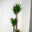 Ukzka realizace interiru - kvtinov vzdoba - Yucca
