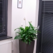 Uk�zka realizace interi�ru - kv�tinov� v�zdoba - Spatiphyllum