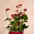 Uk�zka realizace interi�ru - kv�tinov� v�zdoba - Anthurium