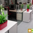 Ukzka realizace interiru kancelskch prostor - kvtinov vzdoba - Spatiphyllum