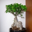 Ukzka realizace interiru - kvtinov vzdoba - Ficus ginseng