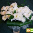 2 kyti�ky pro dru�i�ky - chryzant�my